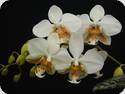 Phal. stuartiana
